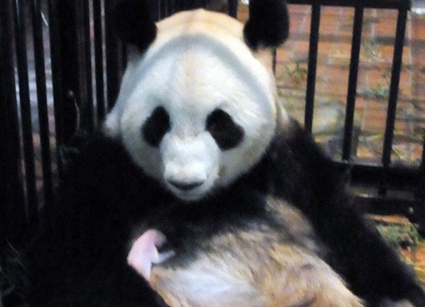 Mort du bébé panda né la semaine dernière au Japon Mort du bébé panda né la semaine dernière au Japon