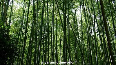 Arashiyama: macaques japonais, bambouseraie et le pont Togetsukyo