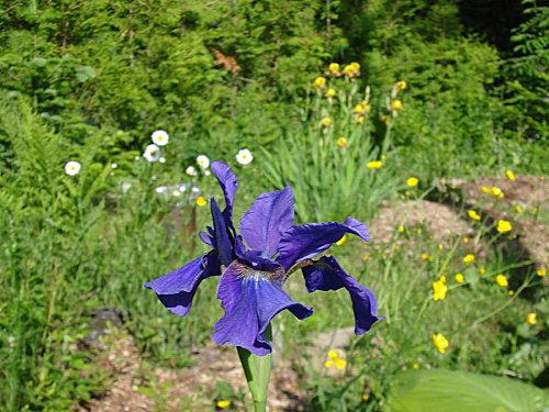 ENCORE ET TOUJOURS - LE JARDINAGE DSC02352-copie-1.JPG