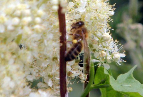 Filipendula ulmaria filipendula abeille paris 23 juin 2012 052 (3).jpg