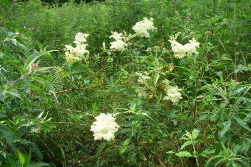 5 filipendula début juillet 2008 041.jpg