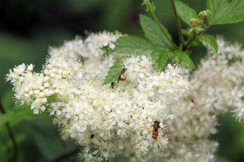 7 filipendula 30 juin 2012 034.jpg