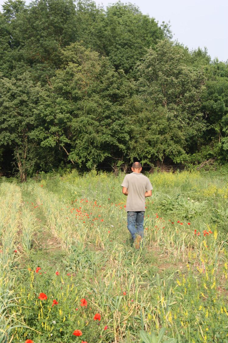 LES CHAMPS DE VINCENT LES CHAMPS DE VINCENT