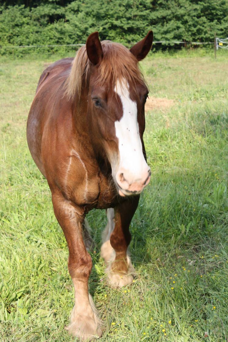 LA JUMENT DE VINCENT LA JUMENT DE VINCENT