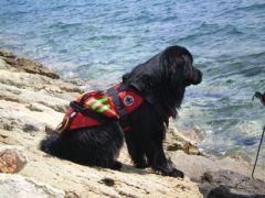 Focus : chien sauveteur en mer