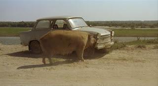 Un cochon très énervant Un cochon très énervant