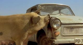 Un cochon très énervant Un cochon très énervant