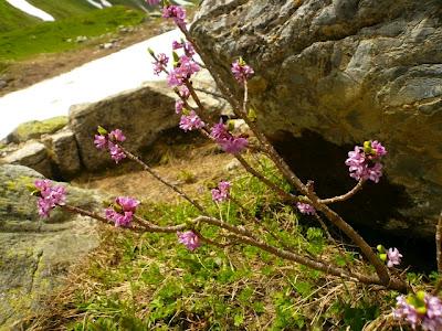 TMB étape 4 : Les Mottets - refuge Elisabetta Soldini TMB étape 4 : Les Mottets - refuge Elisabetta Soldini
