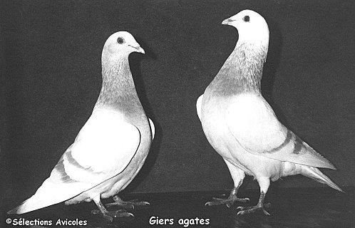 Des pois pour les pigeons Giers-agates.jpg
