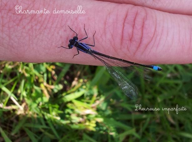 libellule2 Une jolie rencontre
