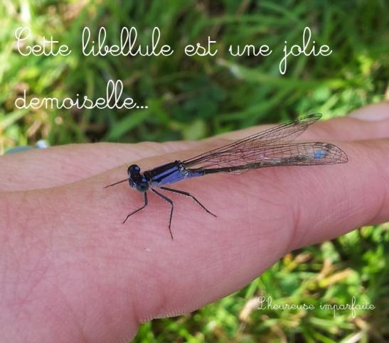libellule3 Une jolie rencontre
