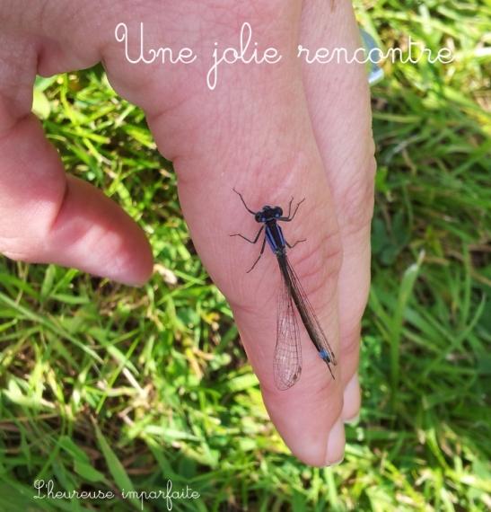 libellule1 Une jolie rencontre
