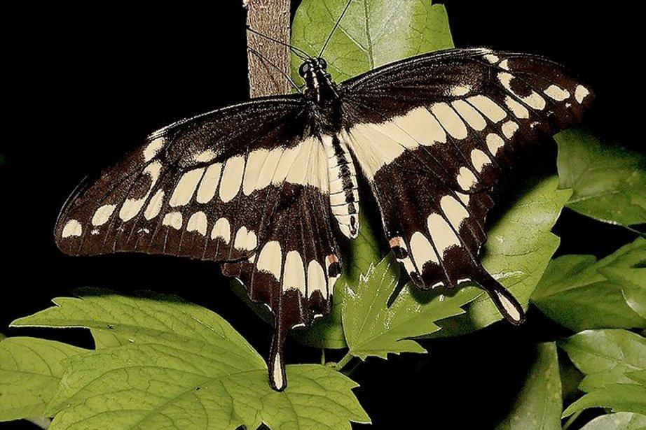 Changement climatique: un papillon exotique arrive au Quebec Changement climatique: un papillon exotique arrive au Quebec