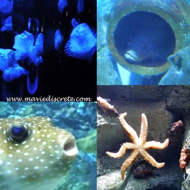 L'Aquarium de Paris. L'Aquarium de Paris.