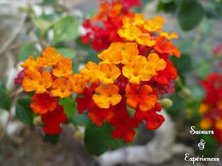 Approuvé par Vous: Flan aux Pêches Approuvé par Vous: Flan aux Pêches