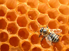 Une ruche d’abeille pour votre entreprise