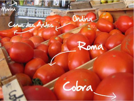 Le festival de la tomate débute ! Le festival de la tomate débute !