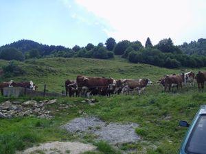 Ballade dans les Bauges aaa