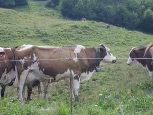 Ballade dans les Bauges aaaa