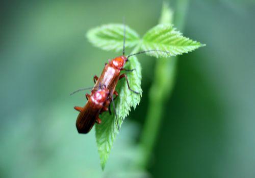 Amours de cantharides 1 cantharide fauve romilly 16 juil 2012 167.jpg