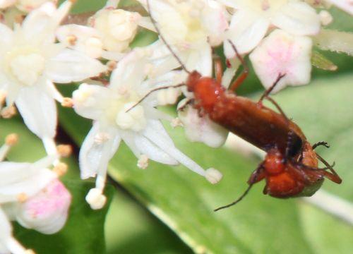 Amours de cantharides romilly 18 juil 2012 028.jpg