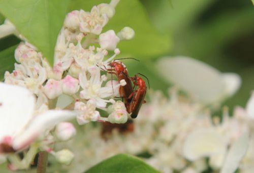 Amours de cantharides 7 cantharide fauve romilly 16 juil 2012 321.jpg