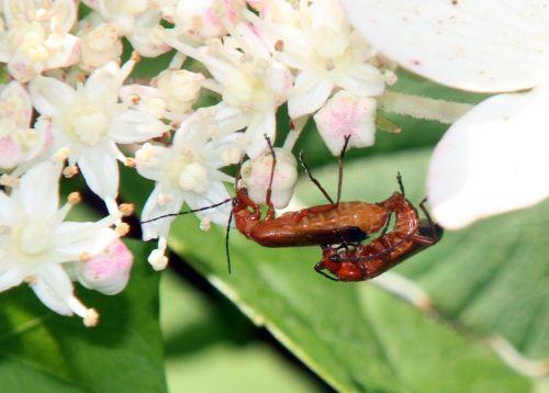 Amours de cantharides romilly 18 juil 2012 030.jpg