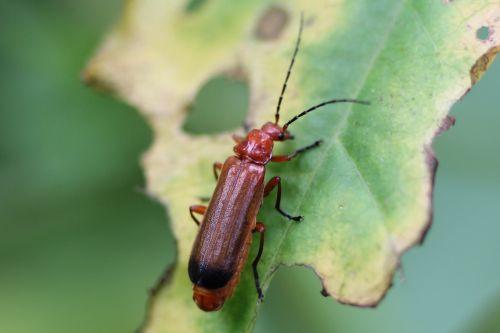 Amours de cantharides 6 cantharide fauve romilly 16 juil 2012 189.jpg