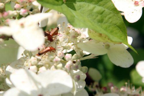 Amours de cantharides romilly 18 juil 2012 026.jpg