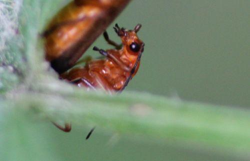 Amours de cantharides 5 cantharide fauve a romilly 16 juil 2012 184.jpg