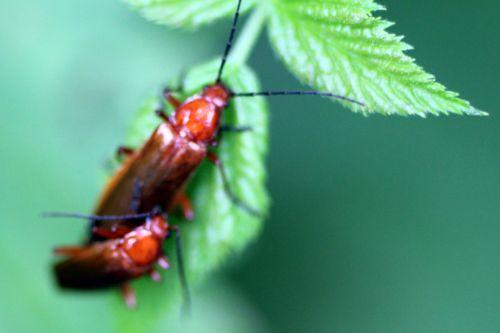 Amours de cantharides 2 cantharide fauve romilly 16 juil 2012 165.jpg