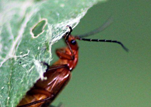 Amours de cantharides 4 cantharide fauve b romilly 16 juil 2012 p 186.jpg