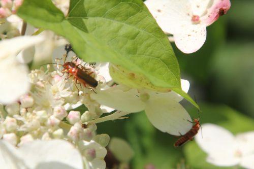 Amours de cantharides romilly 18 juil 2012 025.jpg