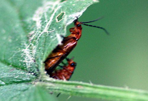 Amours de cantharides 3 cantharide fauve romilly 16 juil 2012 p 185.jpg