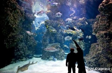 Le Musée océanographique de Monaco met du bleu dans les yeux des enfants cet été ! Le Musée océanographique de Monaco met du bleu dans les yeux des enfants cet été !