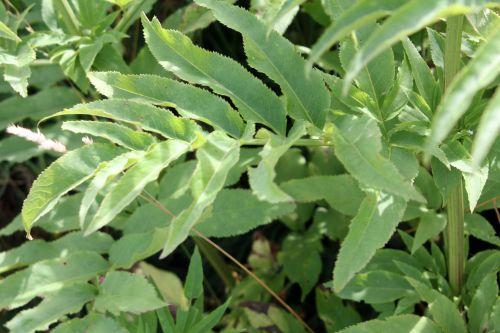 Sambucus ebulus 14 romilly 16 juil 2012 008.jpg