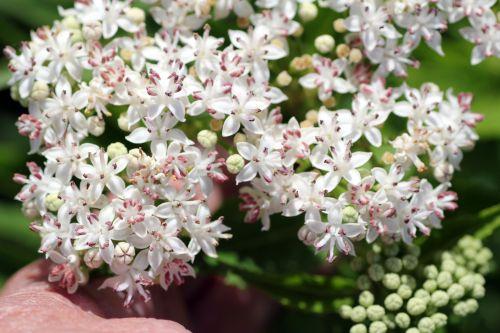 Sambucus ebulus 6 ebulus romilly 16 juil 2012 017.jpg