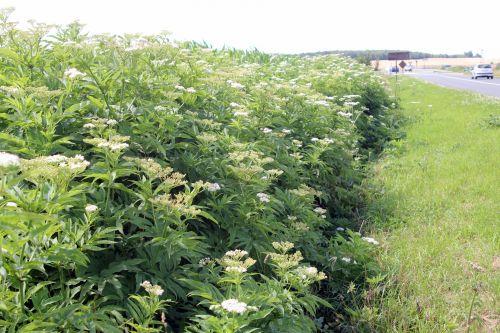Sambucus ebulus 1 ebulus 16 juil 2012 003.jpg