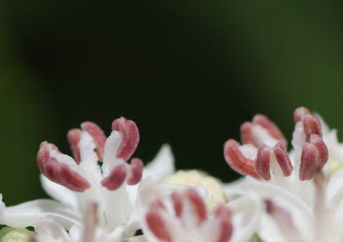Sambucus ebulus 11 ebulus romilly 16 juil 2012 030.jpg