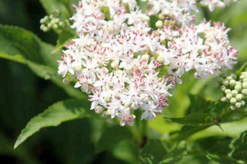 Sambucus ebulus 5 ebulus romilly 16 juil 2012 015.jpg