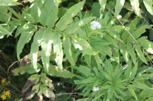 Sambucus ebulus 13 romilly 16 juil 2012 006.jpg