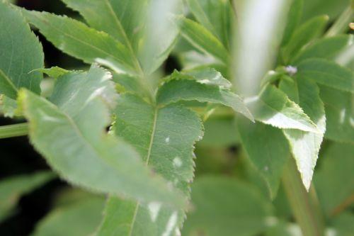 Sambucus ebulus 15 romilly 16 juil 2012 009.jpg