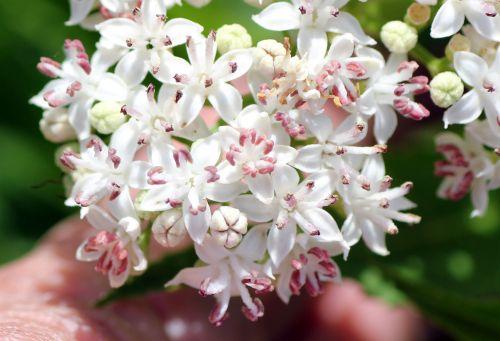 Sambucus ebulus 8 ebulus romilly 16 juil 2012 016.jpg