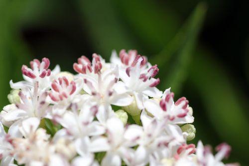Sambucus ebulus 9 ebulus romilly 16 juil 2012 029.jpg