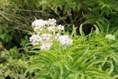 Sambucus ebulus 2 ebulus 16 juil 2012 002.jpg