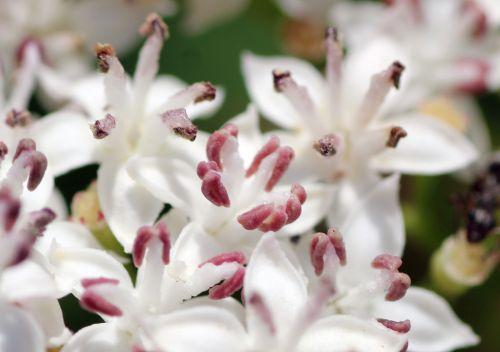 Sambucus ebulus 10 ebulus romilly 16 juil 2012 020.jpg