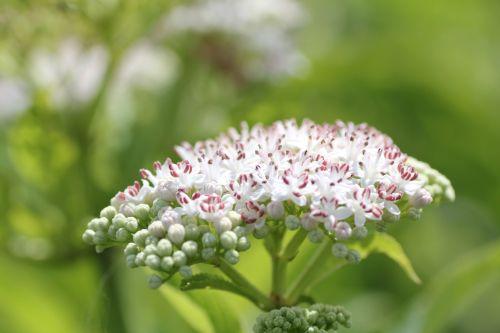 Sambucus ebulus 4 ebulus 16 juil 2012 031.jpg