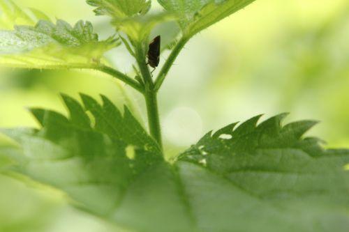 Minuscule cicadelle 2 romilly 18 juil 2012 019.jpg