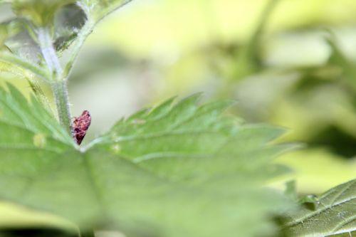 Minuscule cicadelle 1 romilly 18 juil 2012 022.jpg