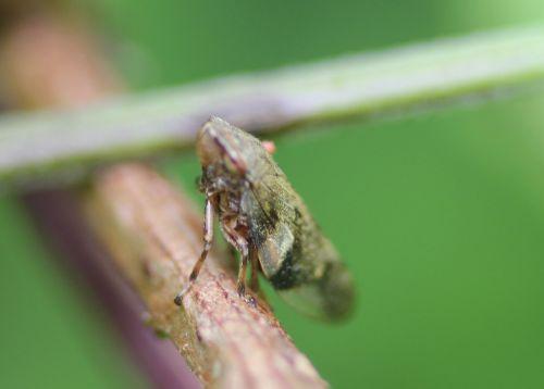 Minuscule cicadelle cicadelle romilly 16 juil 2012 215.jpg